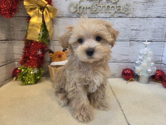 広島県のハーフ犬・ミックス犬 (アミーゴ五日市店/2025年9月8日生まれ/男の子/クリーム)の子犬の1枚目の画像