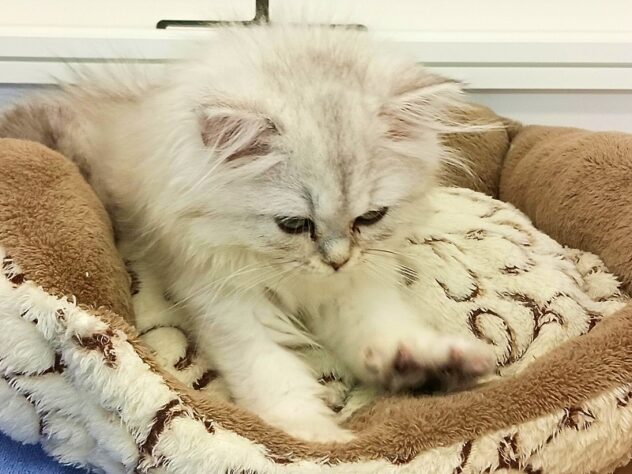 兵庫県のペルシャ (ペット・プラザ アミーゴ明石魚住店/2025年8月29日生まれ/女の子/チンチラシルバー)の子猫の4枚目の画像