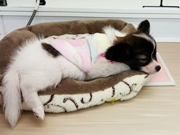 兵庫県のパピヨン (ペット・プラザ アミーゴ明石魚住店/2025年9月17日生まれ/女の子/ホワイトブラウン)の子犬の4枚目の画像