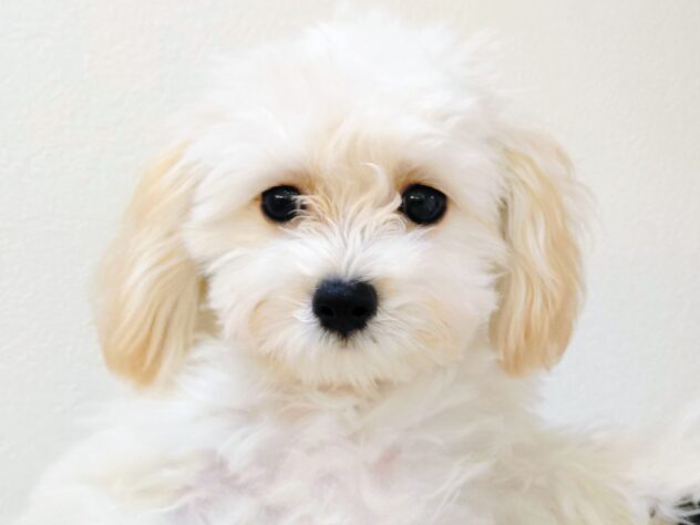 山形県のハーフ犬・ミックス犬 (アミーゴ米沢店/2025年7月25日生まれ/男の子/クリーム)の子犬