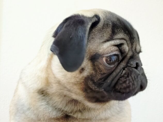 山形県のパグ (アミーゴ米沢店/2025年4月30日生まれ/男の子/フォーン)の子犬の2枚目の画像