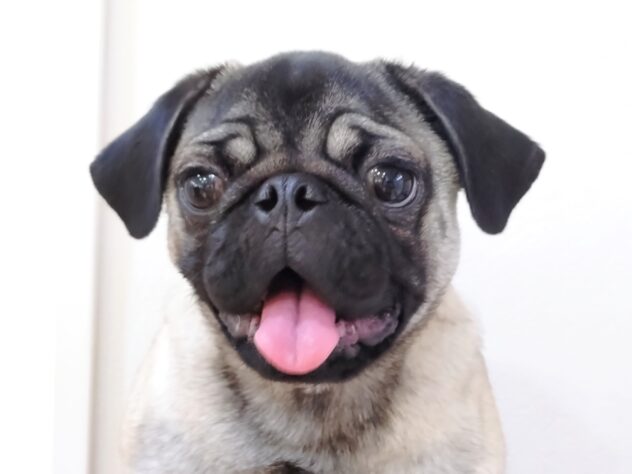 山形県のパグ (アミーゴ米沢店/2025年4月30日生まれ/男の子/フォーン)の子犬