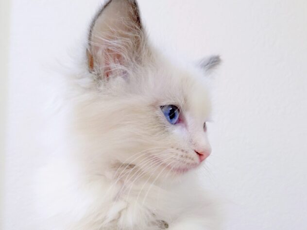 山形県のラグドール (アミーゴ米沢店/2025年9月16日生まれ/女の子/ブルーポイントバイカラー)の子猫の2枚目の画像