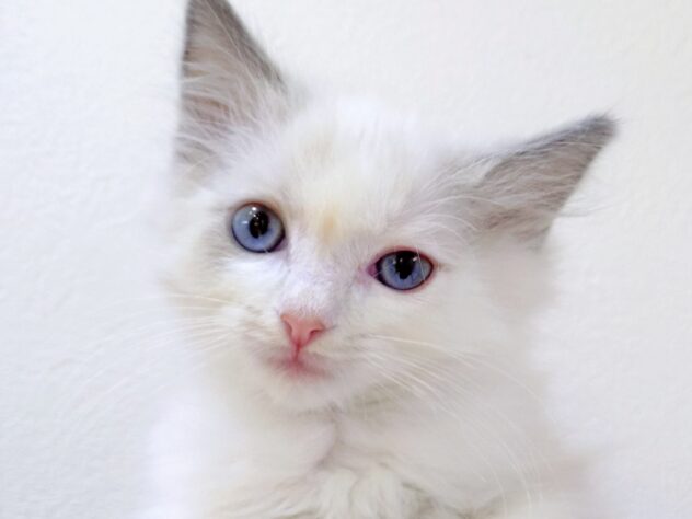 山形県のラグドール (アミーゴ米沢店/2025年9月16日生まれ/女の子/ブルーポイントバイカラー)の子猫の1枚目の画像