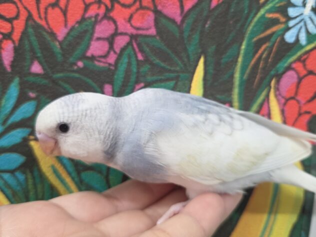 せきせいいんこ セキセイインコ グレー | ペットワールド アミーゴ