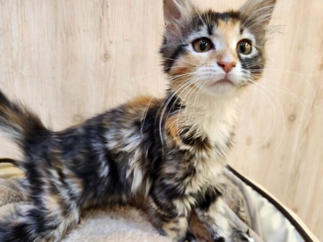 埼玉県のメインクーン (アミーゴ吹上店/2025年9月26日生まれ/女の子/ブラウンタビーホワイト)の子猫の2枚目の画像