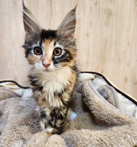 埼玉県のメインクーン (アミーゴ吹上店/2025年9月26日生まれ/女の子/ブラウンタビーホワイト)の子猫の1枚目の画像