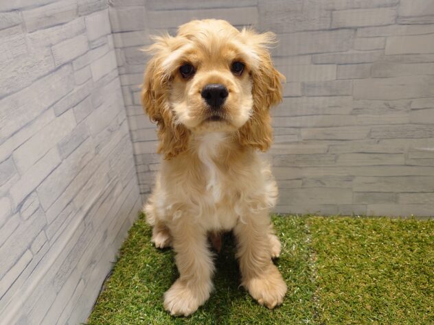 新潟県のアメリカンコッカースパニエル (アミーゴ新発田店/2025年8月25日生まれ/男の子/バフ)の子犬の1枚目の画像