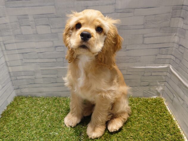 新潟県のアメリカンコッカースパニエル (アミーゴ新発田店/2025年8月25日生まれ/男の子/バフ)の子犬の2枚目の画像