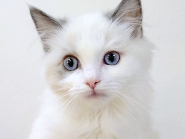 山形県のラグドール (アミーゴ米沢店/2025年9月16日生まれ/女の子/ブルーポイントバイカラー)の子猫の2枚目の画像