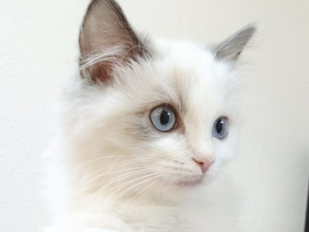 山形県のラグドール (アミーゴ米沢店/2025年9月16日生まれ/女の子/ブルーポイントバイカラー)の子猫の1枚目の画像