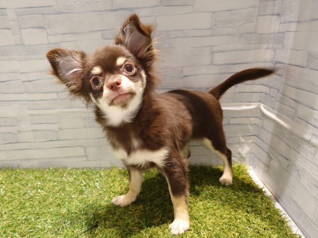 新潟県のチワワ(ロング) (アミーゴ新発田店/2025年8月11日生まれ/男の子/チョコレートタン)の子犬の2枚目の画像