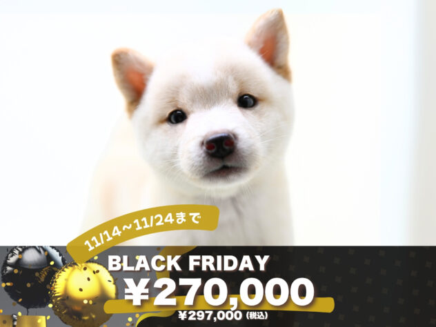 岡山県の豆柴 (アミーゴ大安寺店/2025年7月28日生まれ/男の子/白)の子犬の1枚目の画像