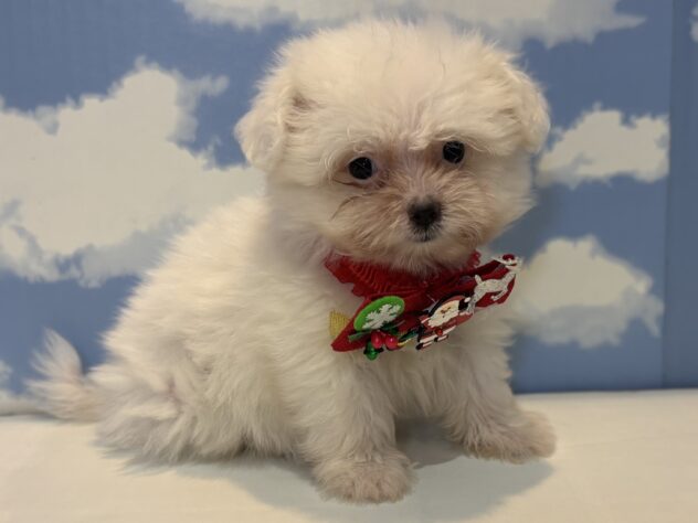 山形県のハーフ犬・ミックス犬 (アミーゴ山形南店/2025年9月7日生まれ/女の子/ホワイト)の子犬の1枚目の画像