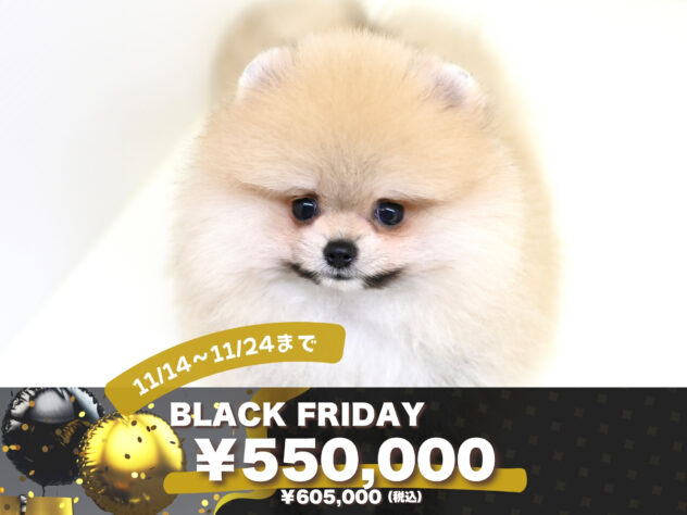 岡山県のポメラニアン (アミーゴ大安寺店/2025年5月16日生まれ/女の子/ウルフセーブル)の子犬の1枚目の画像