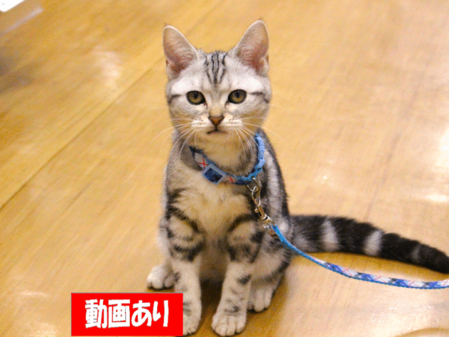 兵庫県のアメリカンショートヘアー (ペット・プラザ アミーゴ三田店/2025年7月26日生まれ/女の子/シルバータビー)の子猫の1枚目の画像