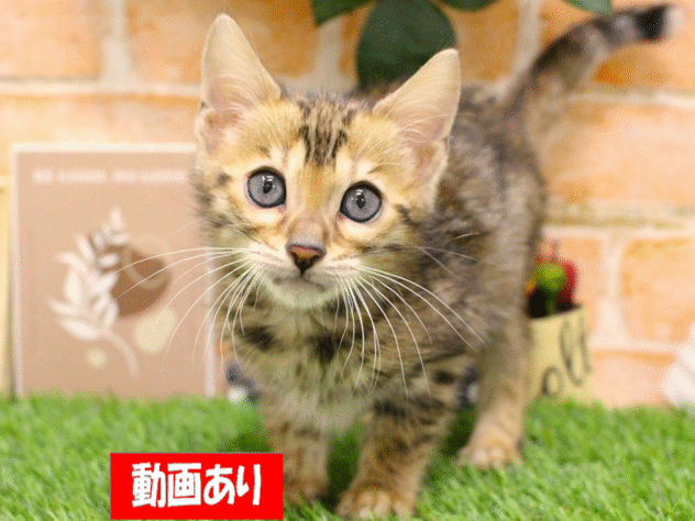 兵庫県のベンガル (ペット・プラザ アミーゴ三田店/2025年9月2日生まれ/女の子/ブラウンスポットタビー)の子猫の1枚目の画像