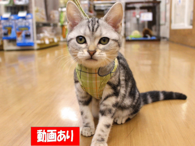 兵庫県のアメリカンショートヘアー (ペット・プラザ アミーゴ三田店/2025年7月26日生まれ/女の子/シルバータビー)の子猫の1枚目の画像