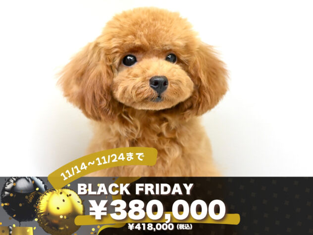 岡山県のトイプードル(トイ) (アミーゴ大安寺店/2024年12月14日生まれ/女の子/オレンジフォーン)の子犬の1枚目の画像