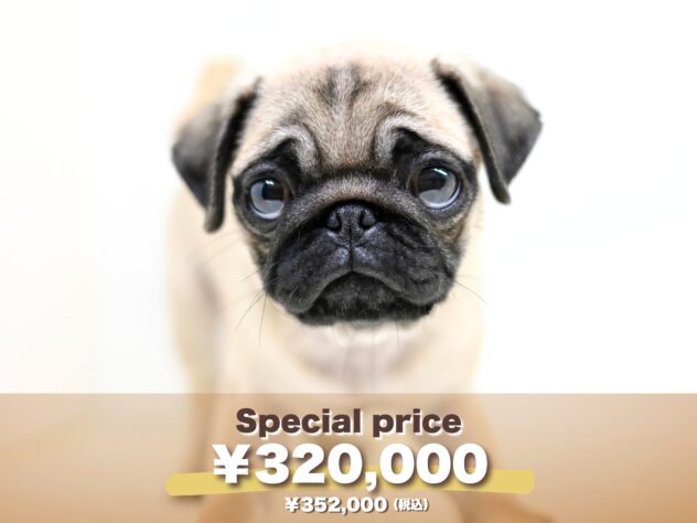 岡山県のパグ (アミーゴ大安寺店/2025年8月9日生まれ/女の子/フォーン)の子犬の1枚目の画像