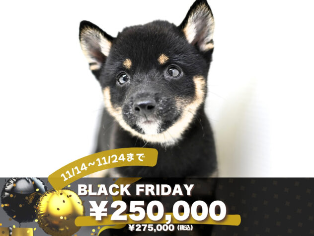 岡山県の豆柴 (アミーゴ大安寺店/2025年8月7日生まれ/女の子/黒)の子犬の1枚目の画像