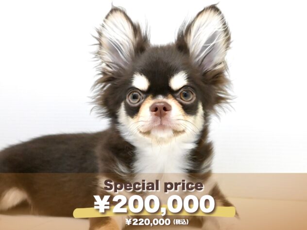 岡山県のチワワ(ロング) (アミーゴ大安寺店/2024年11月25日生まれ/男の子/チョコレートタンホワイト)の子犬の1枚目の画像