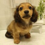 兵庫県のミニチュアダックスフンド(ロング) (ペット・プラザ アミーゴ神戸西店/2025年7月2日生まれ/男の子/レッド)の子犬の2枚目の画像