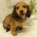 兵庫県のミニチュアダックスフンド(ロング) (ペット・プラザ アミーゴ神戸西店/2025年7月2日生まれ/男の子/レッド)の子犬の3枚目の画像