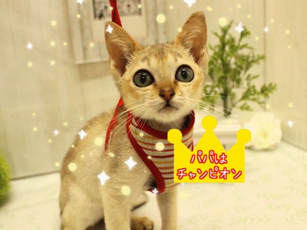 兵庫県のシンガプーラ (ペット・プラザ アミーゴ明石魚住店/2025年7月1日生まれ/男の子/セピアアグーティ)の子猫の1枚目の画像