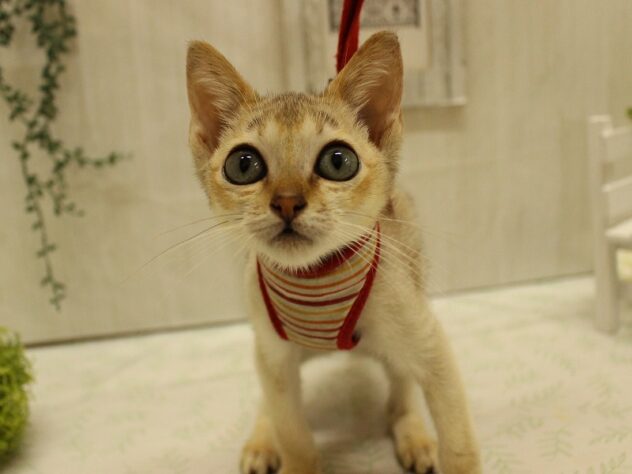 兵庫県のシンガプーラ (ペット・プラザ アミーゴ明石魚住店/2025年7月1日生まれ/男の子/セピアアグーティ)の子猫の3枚目の画像