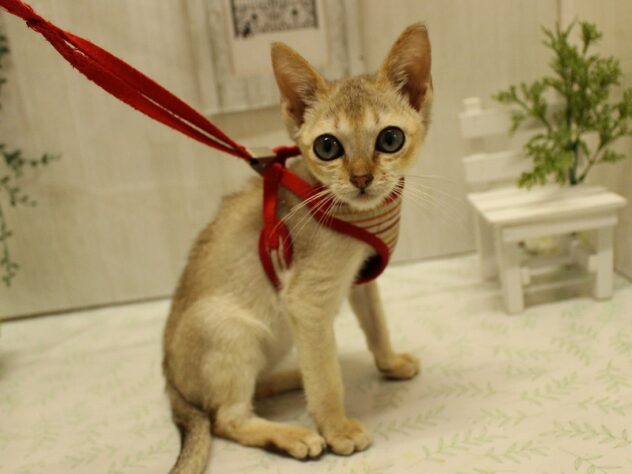 兵庫県のシンガプーラ (ペット・プラザ アミーゴ明石魚住店/2025年7月1日生まれ/男の子/セピアアグーティ)の子猫の2枚目の画像