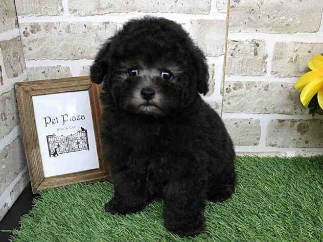 兵庫県のトイプードル(トイ) (ペット・プラザ アミーゴ神戸西店/2025年9月8日生まれ/男の子/グレー(旧シルバー))の子犬の1枚目の画像