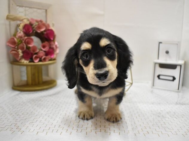 大阪府のミニチュアダックスフンド(ロング) (ペット・プラザ アミーゴ豊中服部店/2025年9月2日生まれ/女の子/ブラックイエロー)の子犬の1枚目の画像