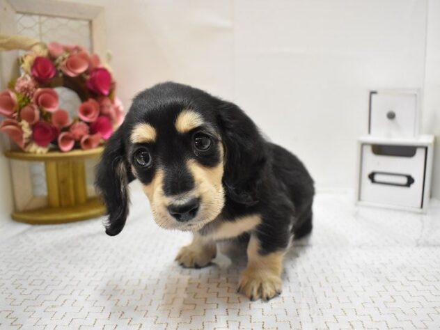 大阪府のミニチュアダックスフンド(ロング) (ペット・プラザ アミーゴ豊中服部店/2025年9月2日生まれ/女の子/ブラックイエロー)の子犬の3枚目の画像