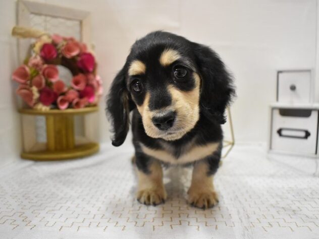 大阪府のミニチュアダックスフンド(ロング) (ペット・プラザ アミーゴ豊中服部店/2025年9月2日生まれ/女の子/ブラックイエロー)の子犬の4枚目の画像