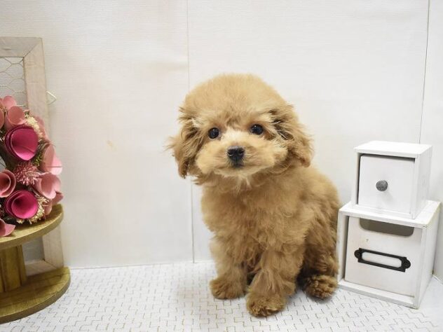 大阪府のトイプードル(トイ) (ペット・プラザ アミーゴ豊中服部店/2025年8月20日生まれ/女の子/オレンジフォーン)の子犬の1枚目の画像