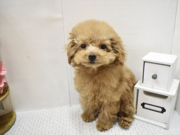 大阪府のトイプードル(トイ) (ペット・プラザ アミーゴ豊中服部店/2025年8月20日生まれ/女の子/オレンジフォーン)の子犬の3枚目の画像