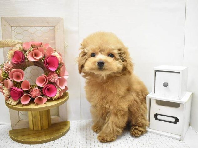 大阪府のトイプードル(トイ) (ペット・プラザ アミーゴ豊中服部店/2025年8月20日生まれ/女の子/オレンジフォーン)の子犬の4枚目の画像