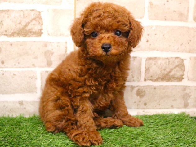 兵庫県のトイプードル(トイ) (ペット・プラザ アミーゴ神戸西店/2025年9月18日生まれ/男の子/レッドフォーン)の子犬の1枚目の画像