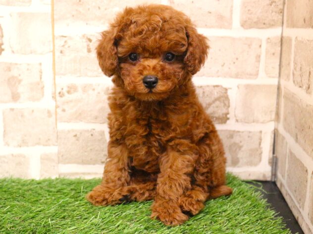 兵庫県のトイプードル(トイ) (ペット・プラザ アミーゴ神戸西店/2025年9月18日生まれ/男の子/レッドフォーン)の子犬の2枚目の画像