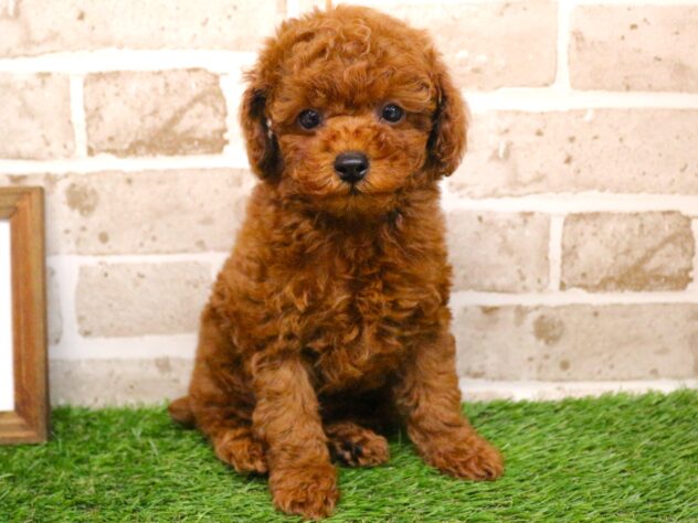 兵庫県のトイプードル(トイ) (ペット・プラザ アミーゴ神戸灘店/2025年9月18日生まれ/女の子/レッドフォーン)の子犬の3枚目の画像