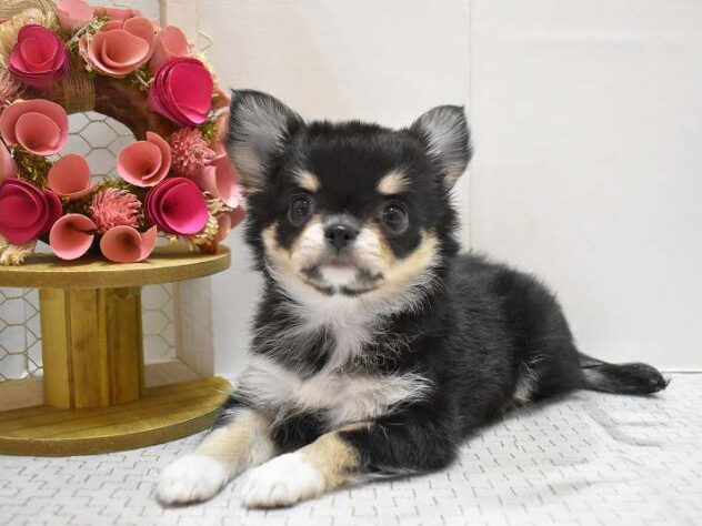 大阪府のチワワ(ロング) (ペット・プラザ アミーゴ豊中服部店/2025年9月19日生まれ/男の子/ブラッククリームホワイト)の子犬の1枚目の画像