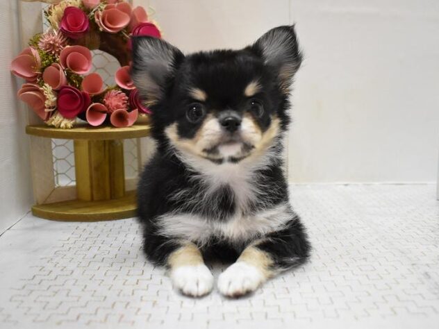 大阪府のチワワ(ロング) (ペット・プラザ アミーゴ豊中服部店/2025年9月19日生まれ/男の子/ブラッククリームホワイト)の子犬の2枚目の画像