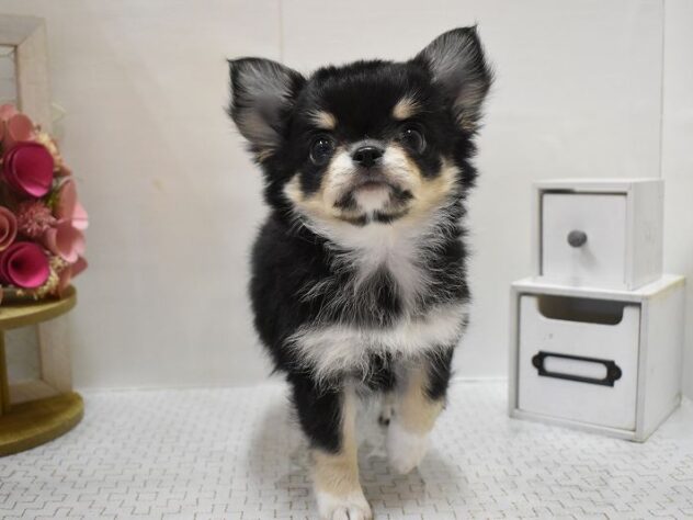 大阪府のチワワ(ロング) (ペット・プラザ アミーゴ豊中服部店/2025年9月19日生まれ/男の子/ブラッククリームホワイト)の子犬の3枚目の画像