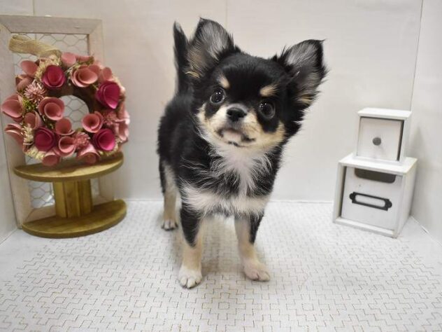 大阪府のチワワ(ロング) (ペット・プラザ アミーゴ豊中服部店/2025年9月19日生まれ/男の子/ブラッククリームホワイト)の子犬の2枚目の画像