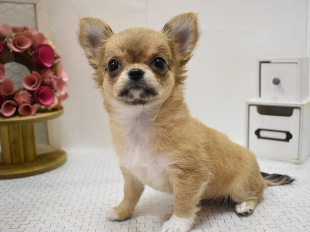 大阪府のチワワ(ロング) (ペット・プラザ アミーゴ豊中服部店/2025年9月19日生まれ/女の子/フォーンホワイト)の子犬の1枚目の画像