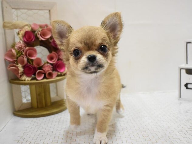 大阪府のチワワ(ロング) (ペット・プラザ アミーゴ豊中服部店/2025年9月19日生まれ/女の子/フォーンホワイト)の子犬の2枚目の画像