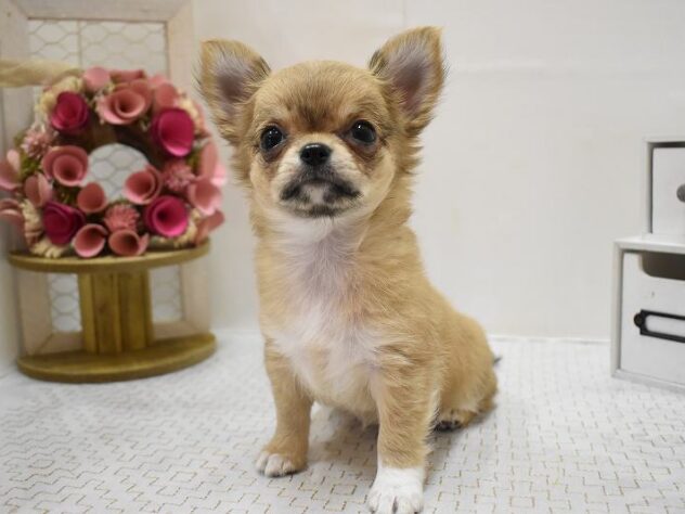 大阪府のチワワ(ロング) (ペット・プラザ アミーゴ豊中服部店/2025年9月19日生まれ/女の子/フォーンホワイト)の子犬の3枚目の画像