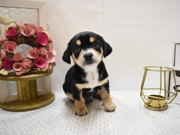 大阪府のチワックス(チワワ×ダックス) (ペット・プラザ アミーゴ豊中服部店/2025年9月6日生まれ/男の子/ブラックタン)の子犬の2枚目の画像