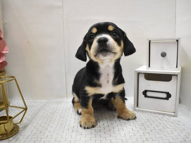 大阪府のチワックス(チワワ×ダックス) (ペット・プラザ アミーゴ豊中服部店/2025年9月6日生まれ/男の子/ブラックタン)の子犬の4枚目の画像